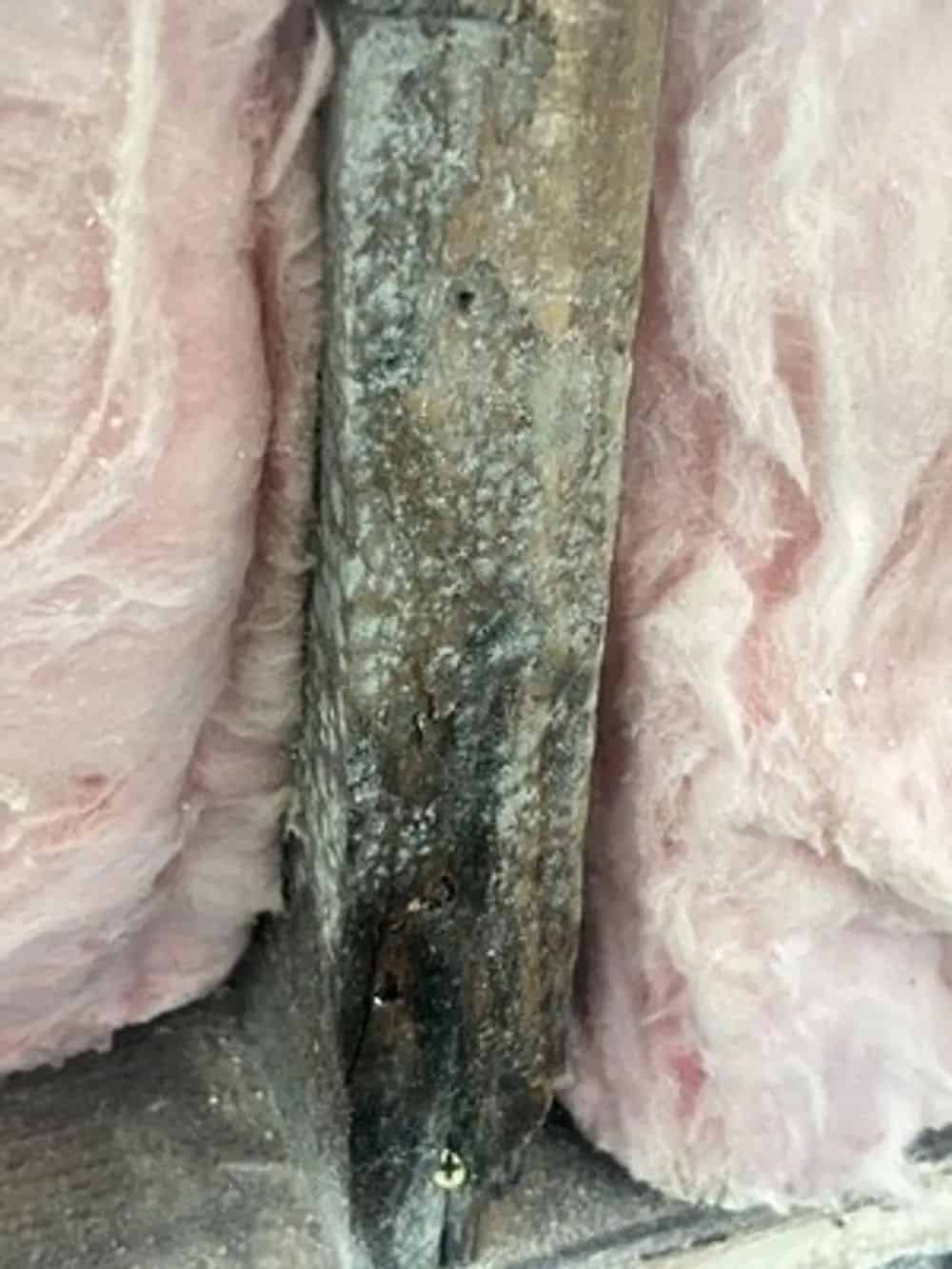 Visual Mold Inspection image