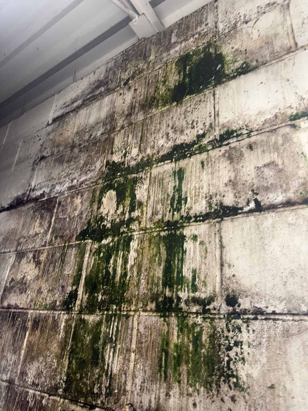 Mold Remediation Services image